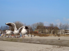 Drei Moeven am Strand Grossenbrode